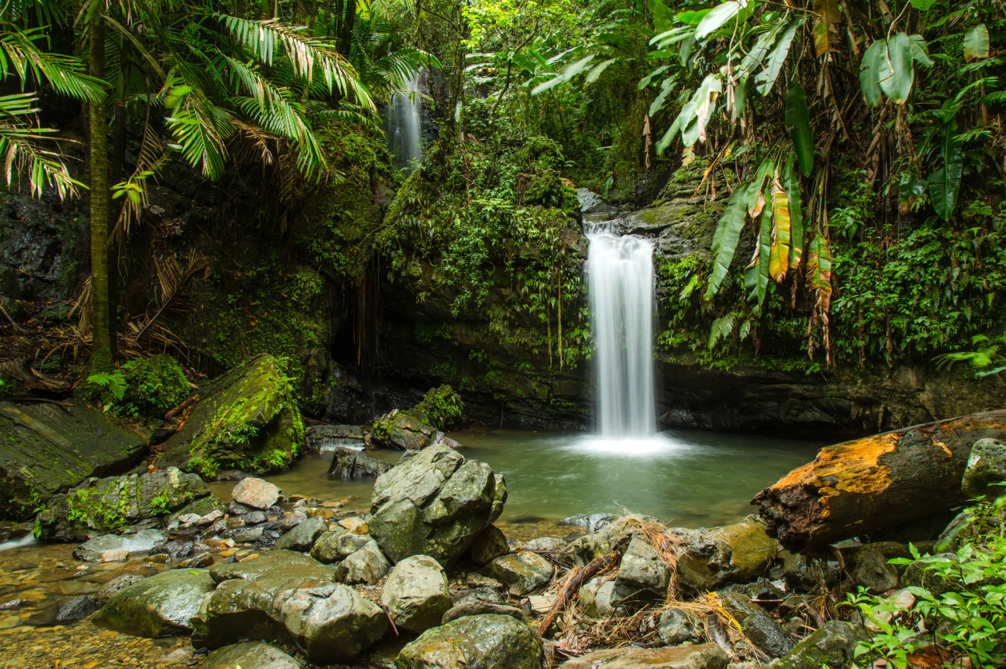 El Yunque - Half Day
